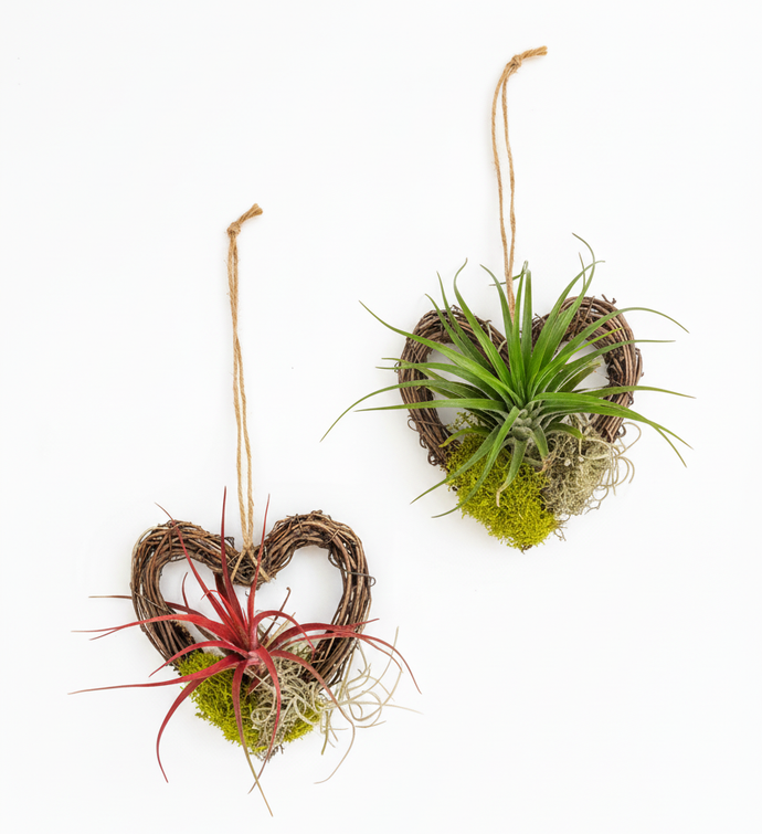 Hancrafted Live Air Plant Hangers Romantic Gift