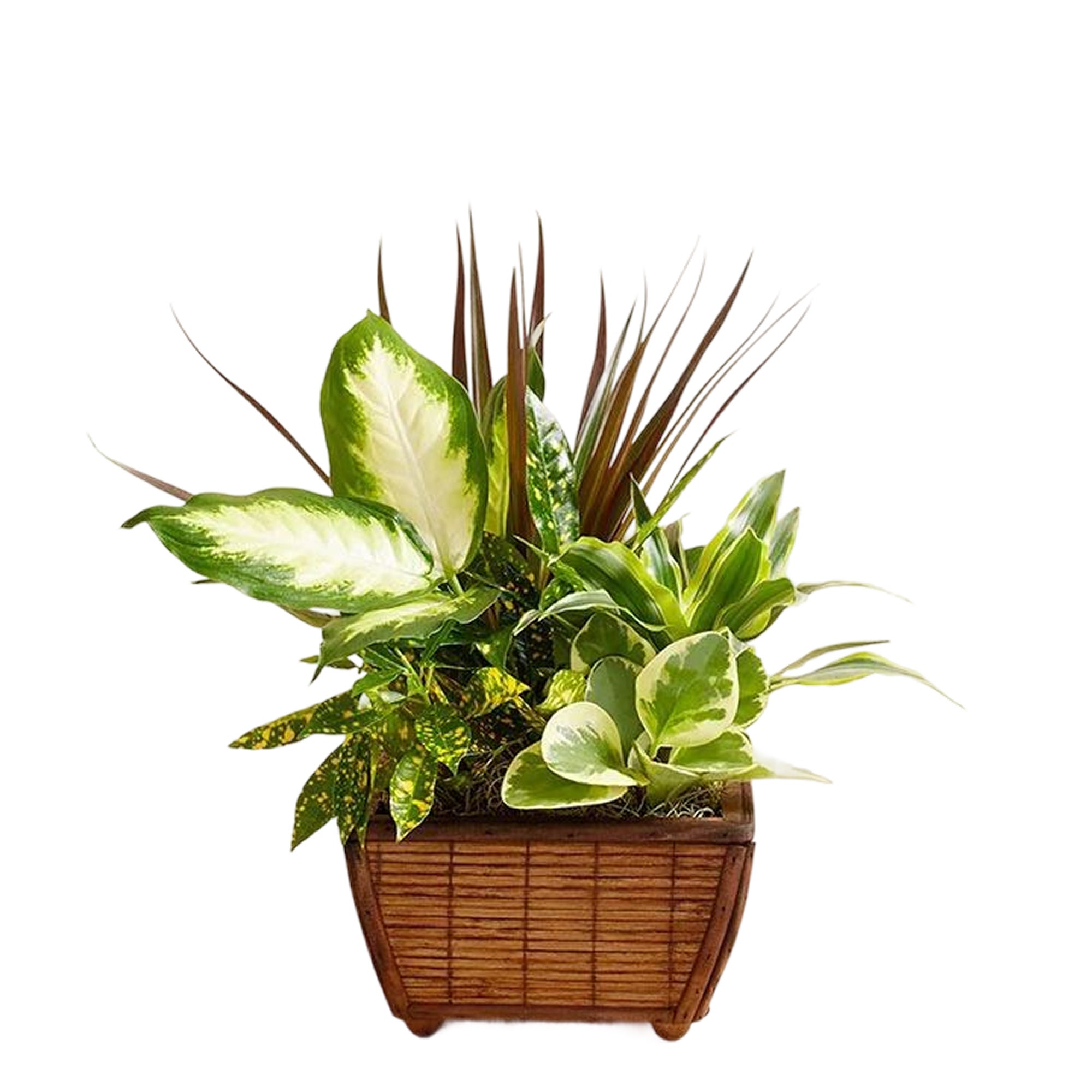 Zen Dishgarden