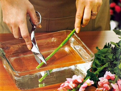 Caring for Cut Flowers by Cutting Under Water