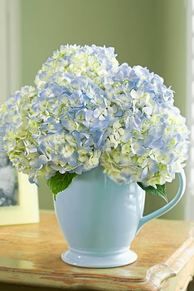 Light Blue and White Hydrangeas In a Light Blue Vase