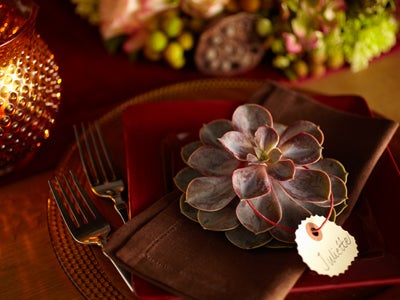 Succulent on Plate