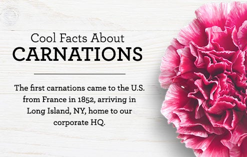 Cool Facts About Carnations