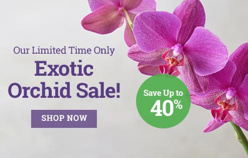 Orchid Sale