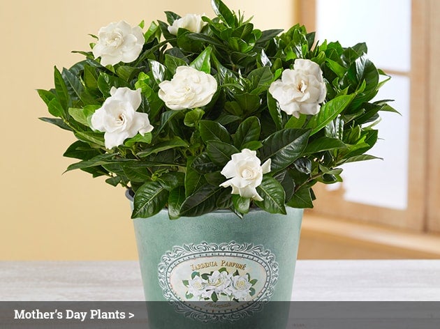 Mother's Day Plants
