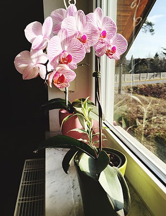 <p>Orchid Blooms Last<br> For Months</p>