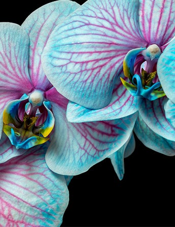 <p>Orchids Come In<br> Almost 30,000<br> Varieties</p>