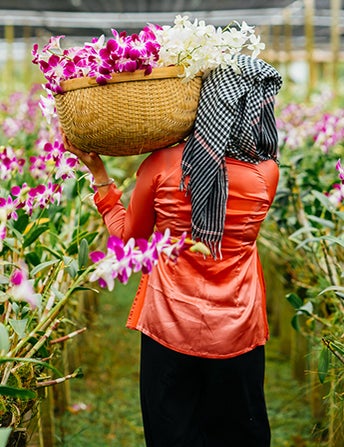 <p>Orchids Are Exotic</p>