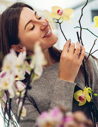 <p>Orchids Are One Of<br> The Most Popular<br> Houseplants</p>