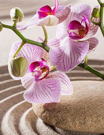 <p>Orchids Are Used In<br> Feng Shui Décor</p>