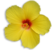 send-flowers-to-hawaii-hi-flower-delivery-1800flowers-com