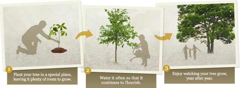 How to plant a tree