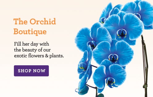 The Orchid Boutique