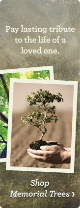 Shop Memorial Trees