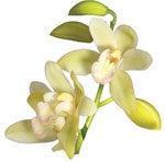 Cymbidium