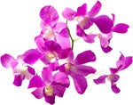 Dendrobium