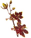 Oncidium