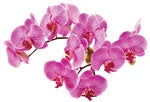 Phalaenopsis