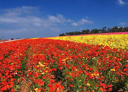 Flower field