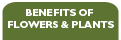 Benefits of Flowers & Plants