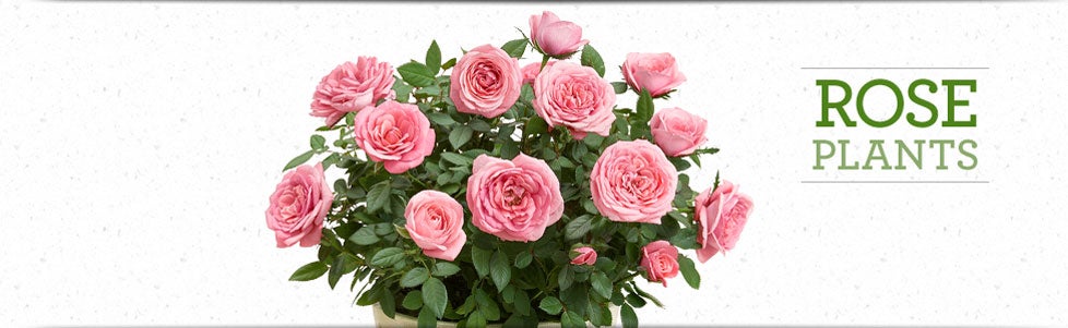 Rose Plants