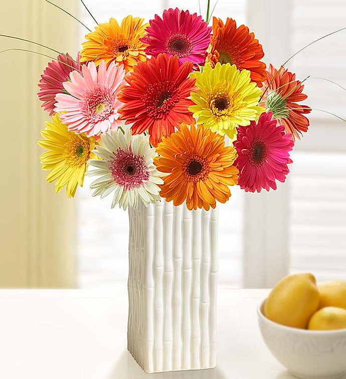 Gerbera Daisies + Free Premium Vase