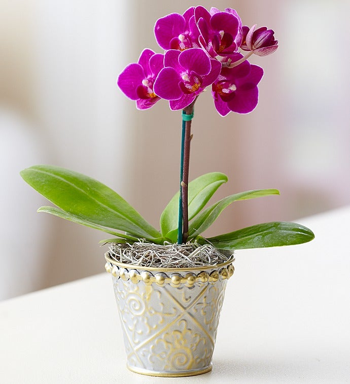 Mini Purple Phalaenopsis Orchid in Tin