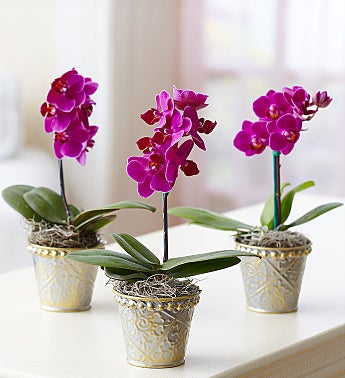 Colored Orchids