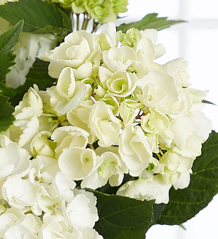 Bountiful Blessings Hydrangea