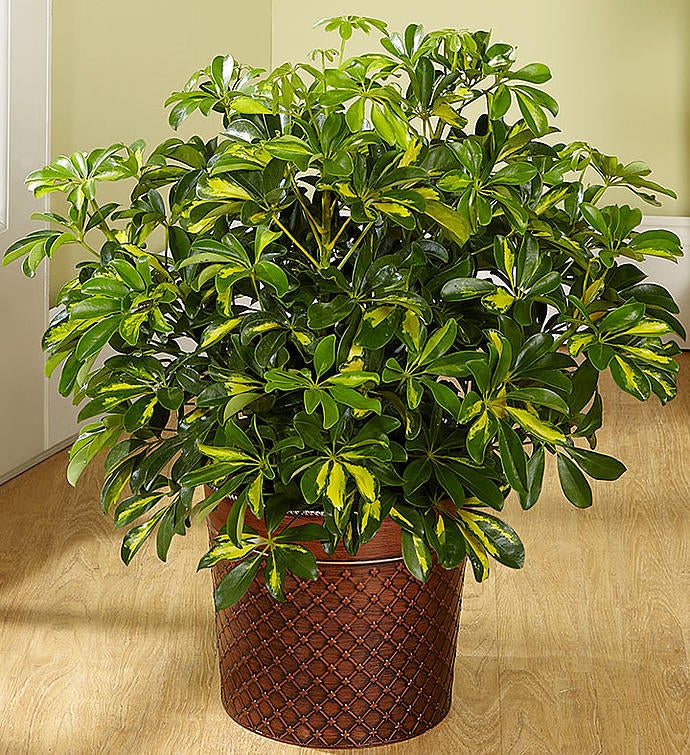 Arboricola Floor Plant