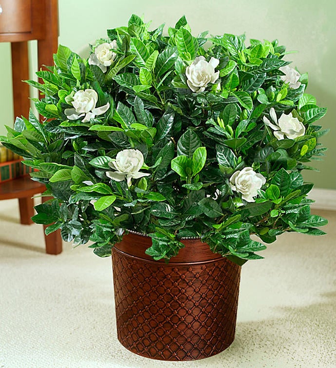 Gardenia Floor Plant for Sympathy