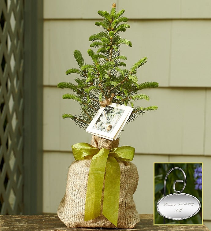 Colorado Blue Spruce Tree for Sympathy