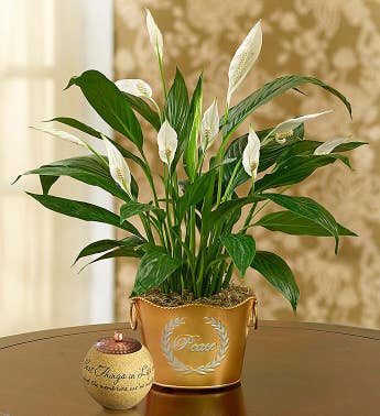 Shimmering Peace Plant