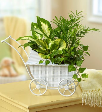 Baby Stroller Dish Garden