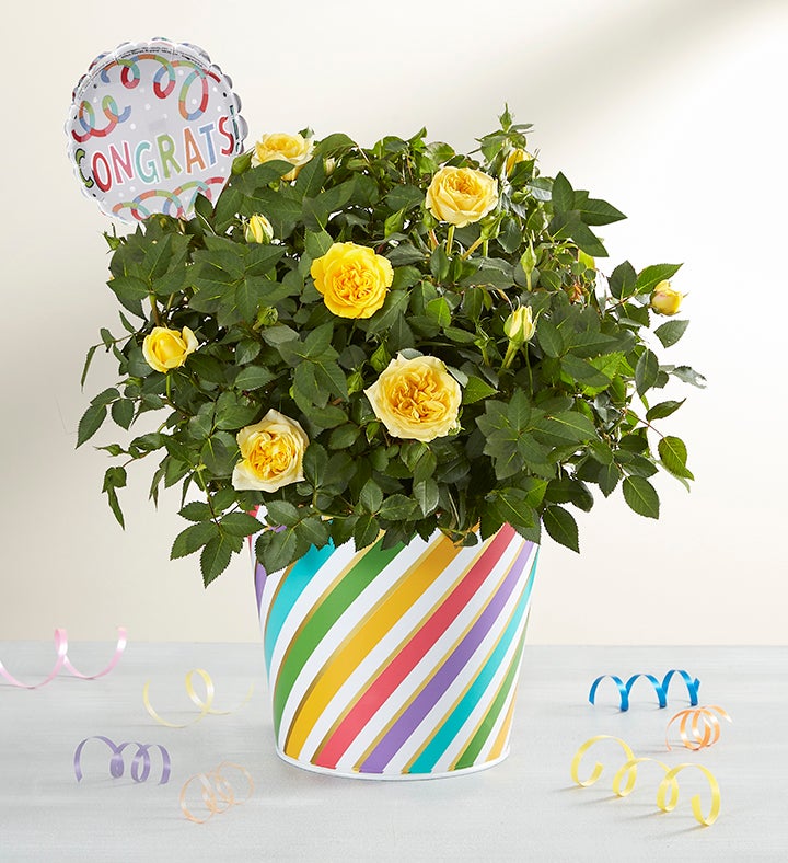 1-800-Flowers Flower Delivery Congratulations Rose Plant Large