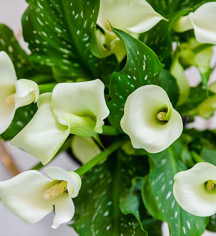 Sophisticated White Calla Lily