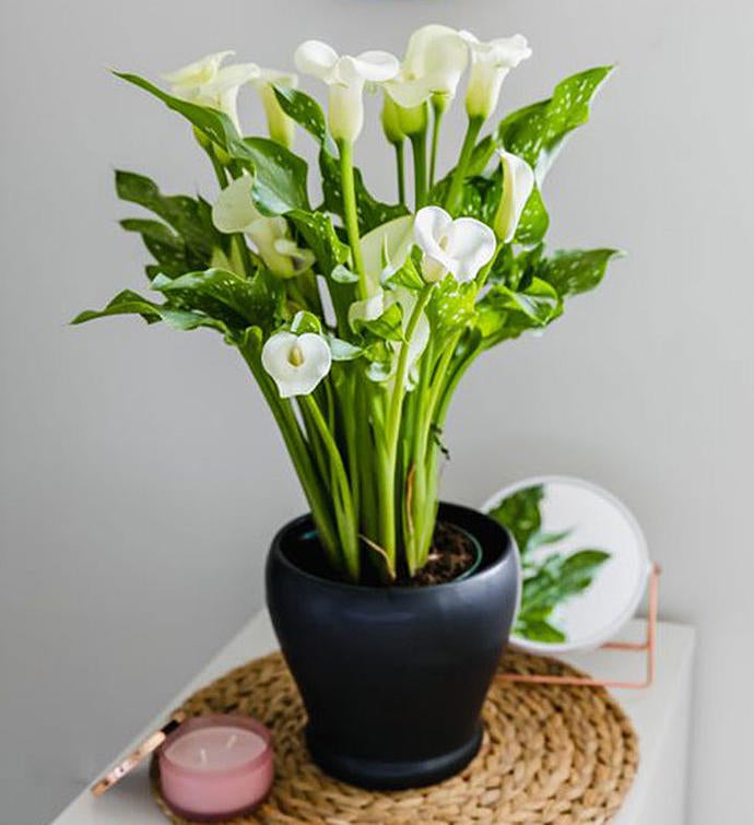 Sophisticated White Calla Lily