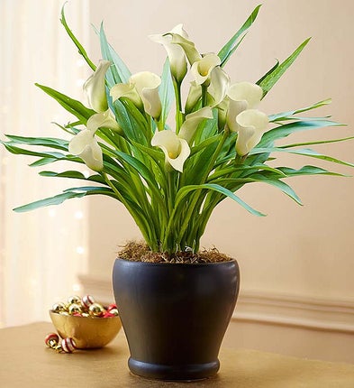 Sophisticated White Calla Lily