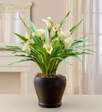 Sophisticated White Calla Lily