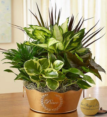 Peaceful Wishes Dish Garden