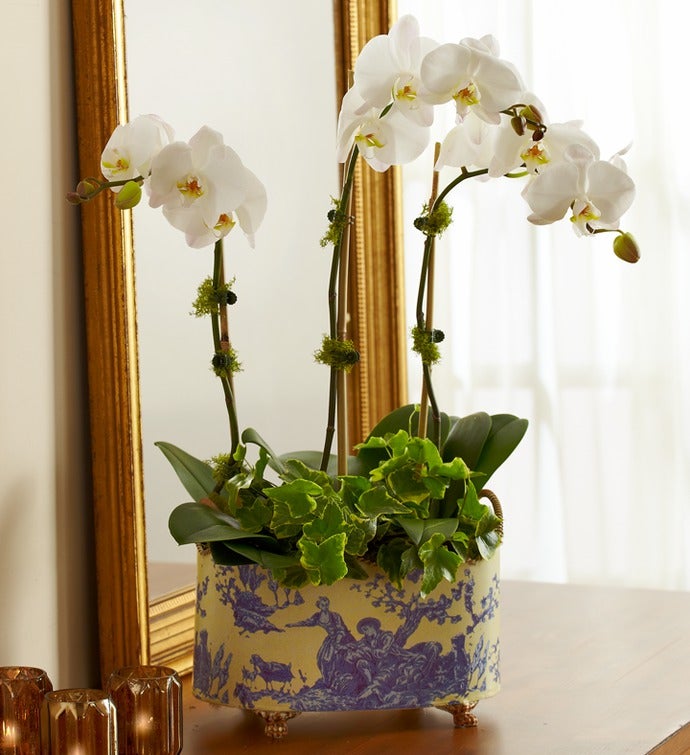 English Garden Orchid for Sympathy