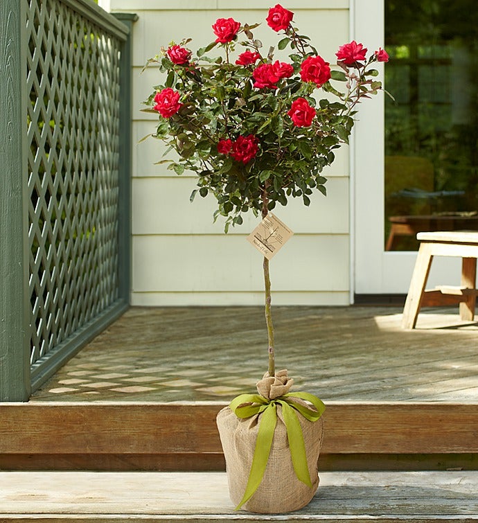 Memorial trees and sympathy tree gifts 1800flowers