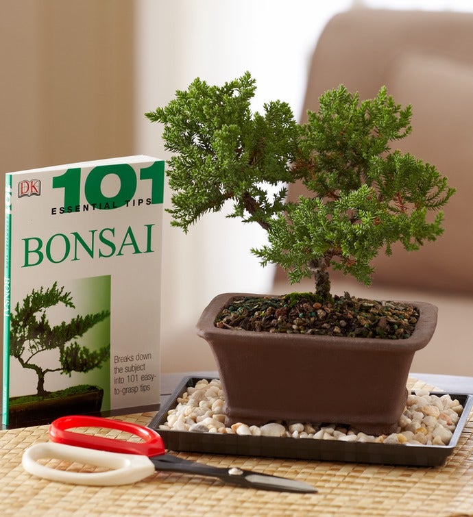 Bonsai Beginner’s Set