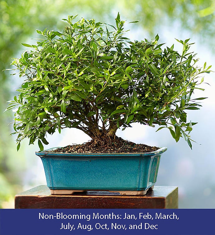 Gardenia Bonsai 6Year Specimen