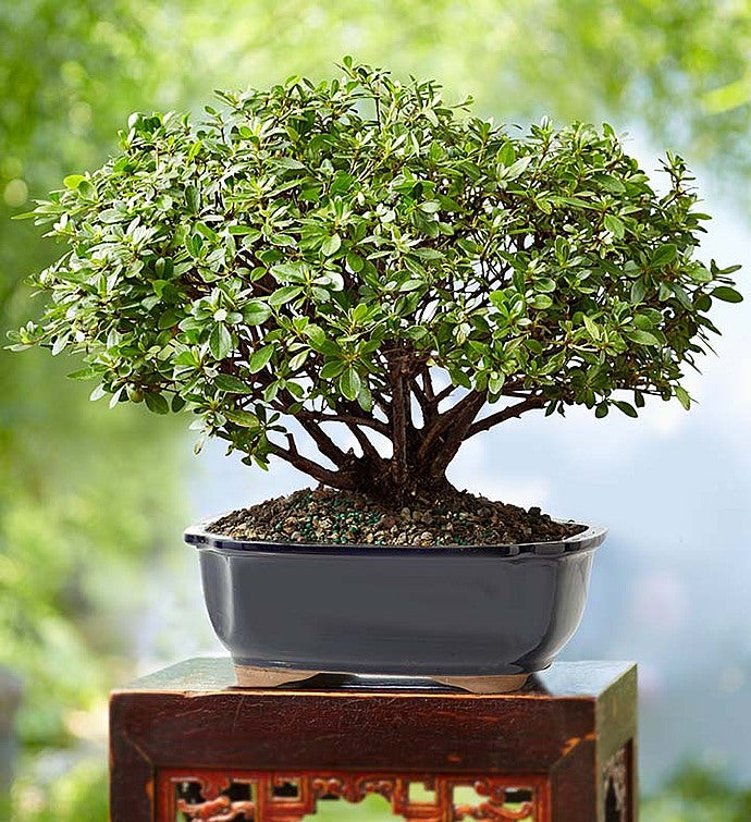 Azalea Bonsai 8-Year Specimen