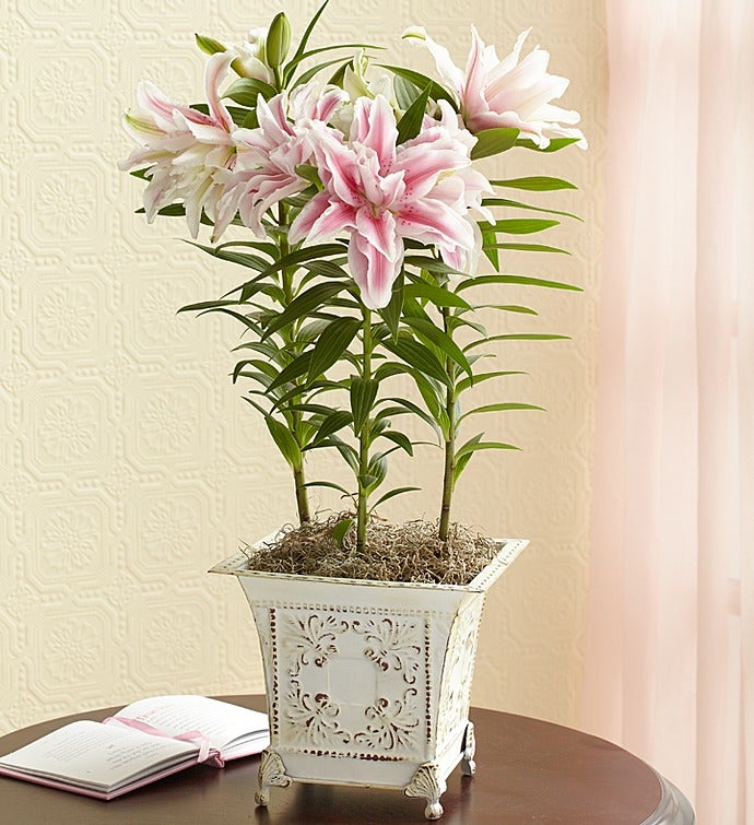 Bella Lily 1800Flowers 101321