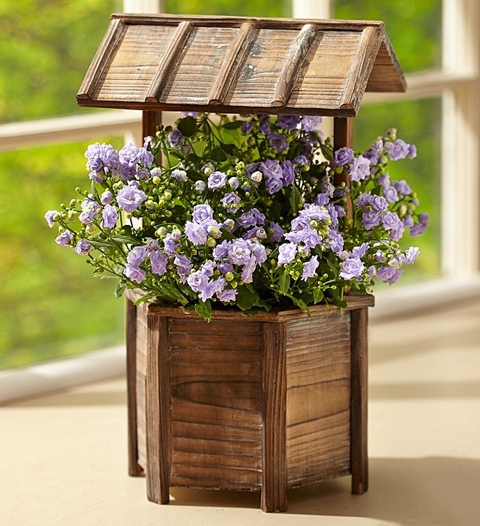 Wishing Well Campanula Plant
