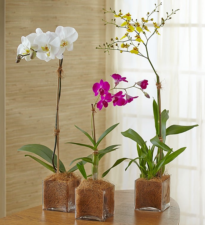 Grower's Choice Orchid