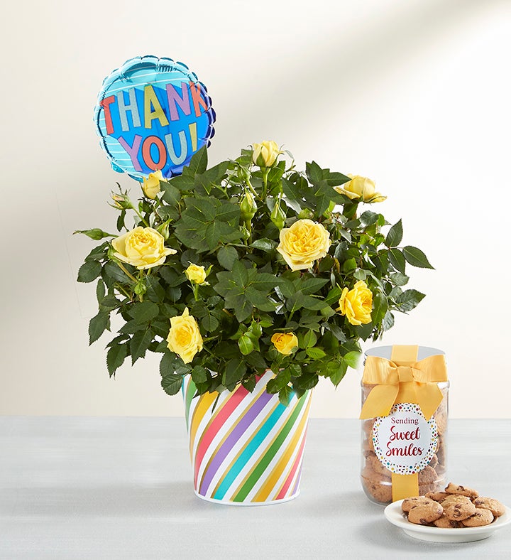 Thank You Rose Plant