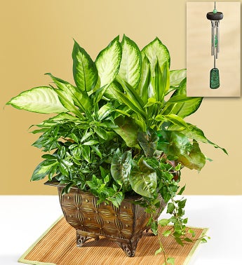 Tranquil Sympathy Garden