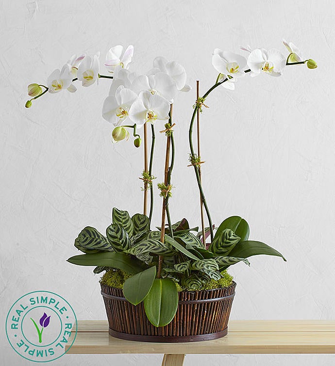 White Orchid Bamboo Garden by Real Simple®